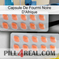 Africa Black Ant Capsule 27